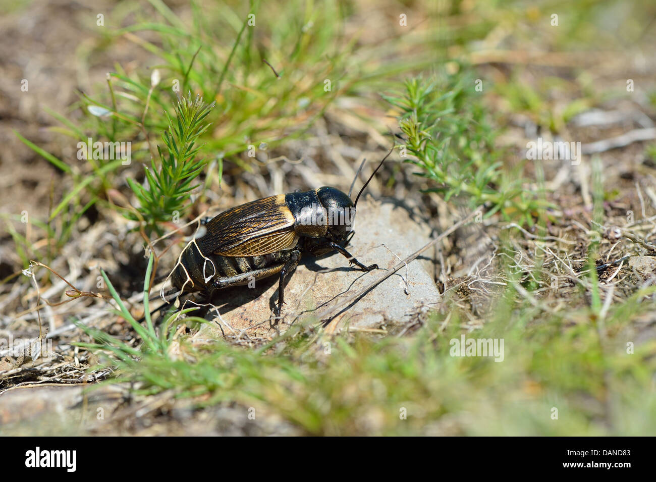 Field Cricket (Gryllus campestris) endangered species declining and red-listed in many countries of Europe Stock Photo