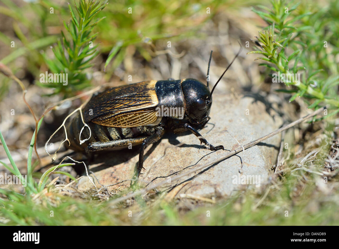 Field Cricket (Gryllus campestris) endangered species declining and red-listed in many countries of Europe Stock Photo