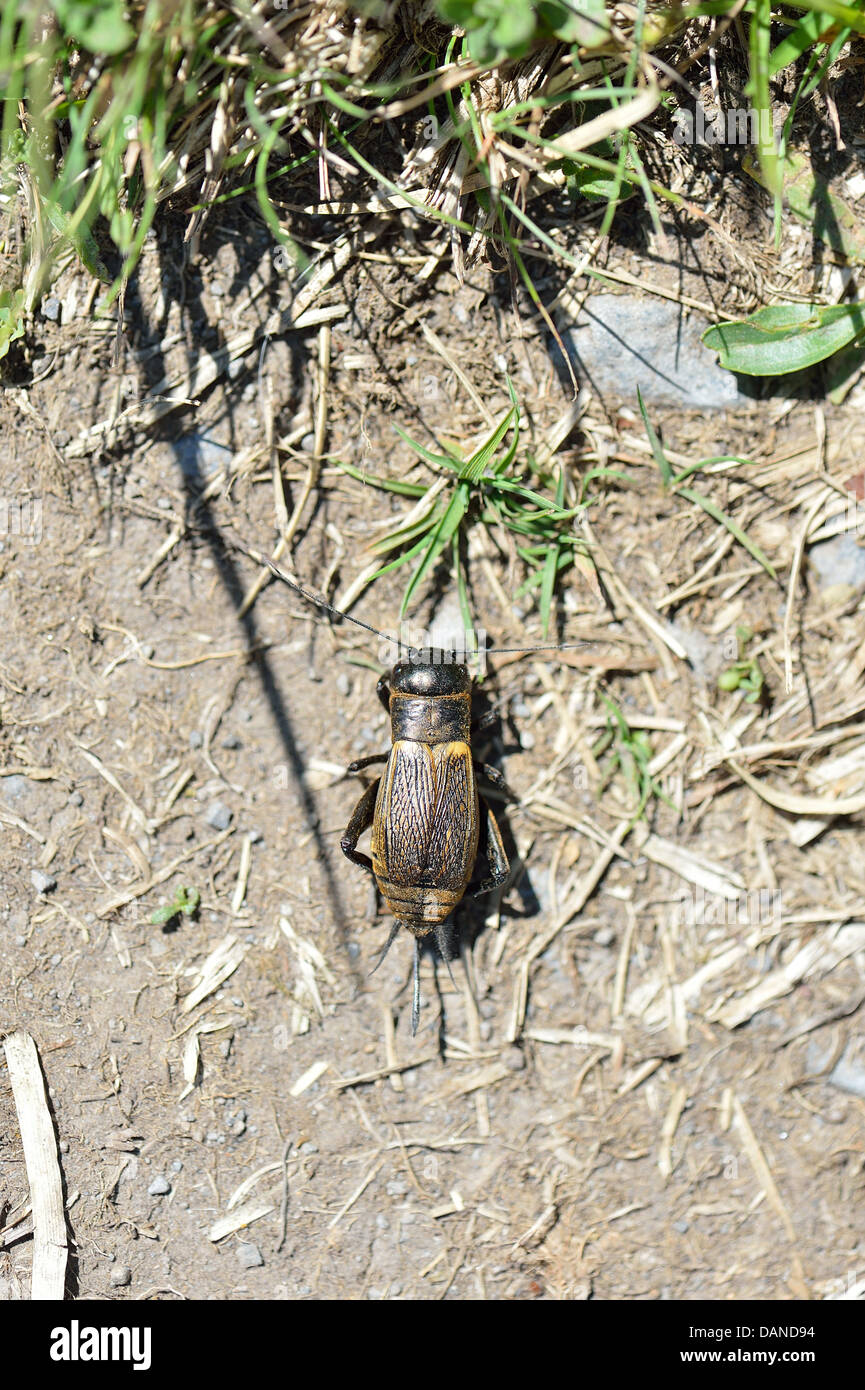 Field Cricket (Gryllus campestris) endangered species declining and red