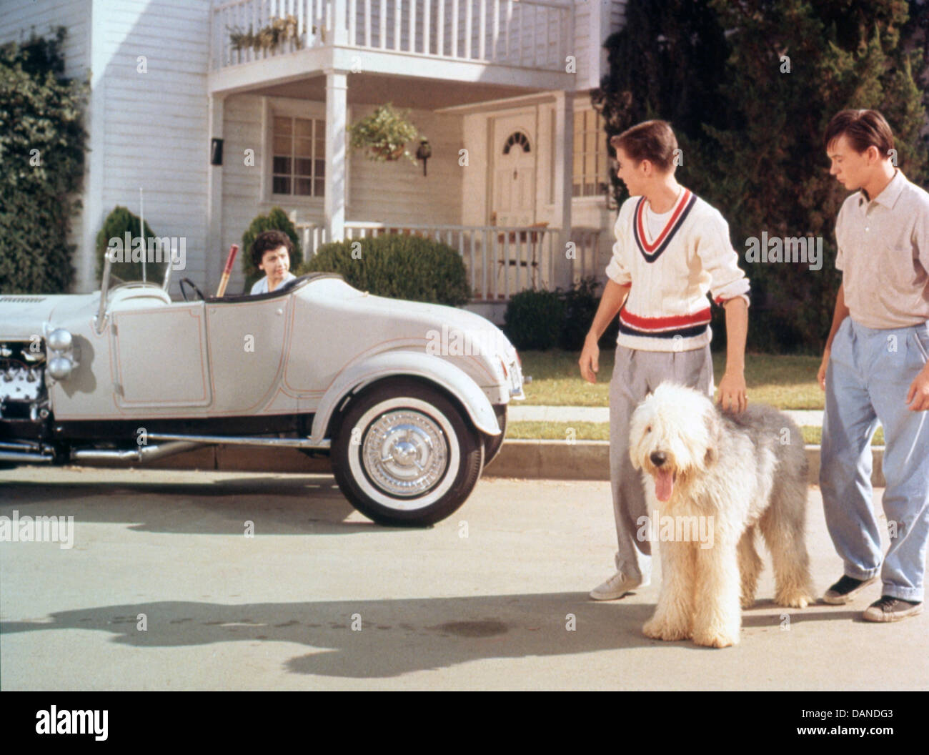 THE SHAGGY DOG (1959) JEAN HAGEN,CHARLES BARTON (DIR) SSGD 003 MOVIESTORE COLLECTION LTD Stock Photo