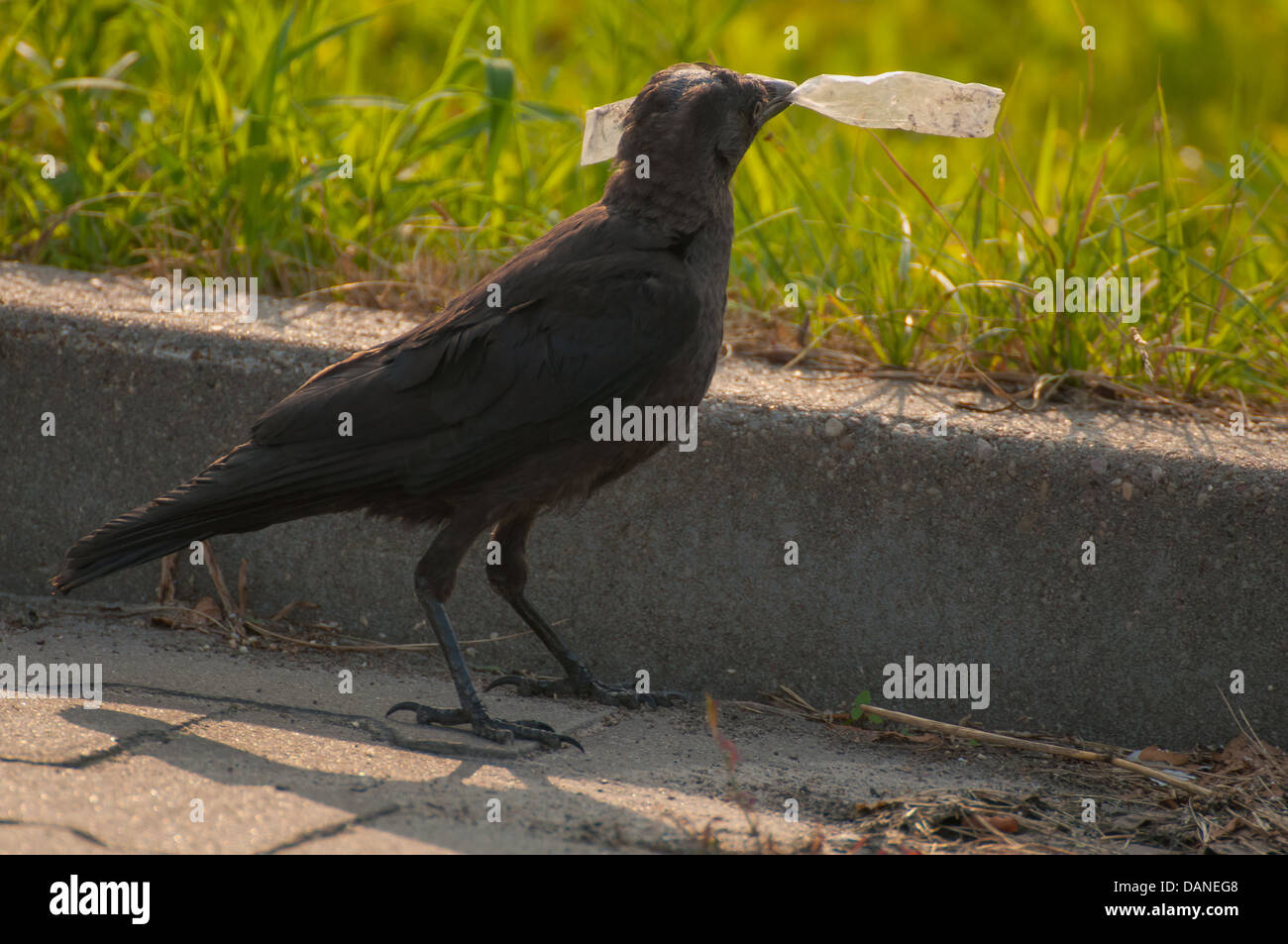 Jackdaw Stock Photo