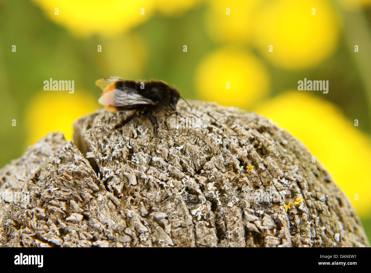 Bumblebee on a wooden pole Stock Photo