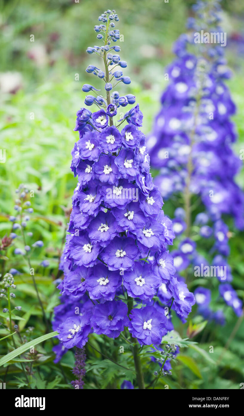Delphinium hi-res stock photography and images - Alamy