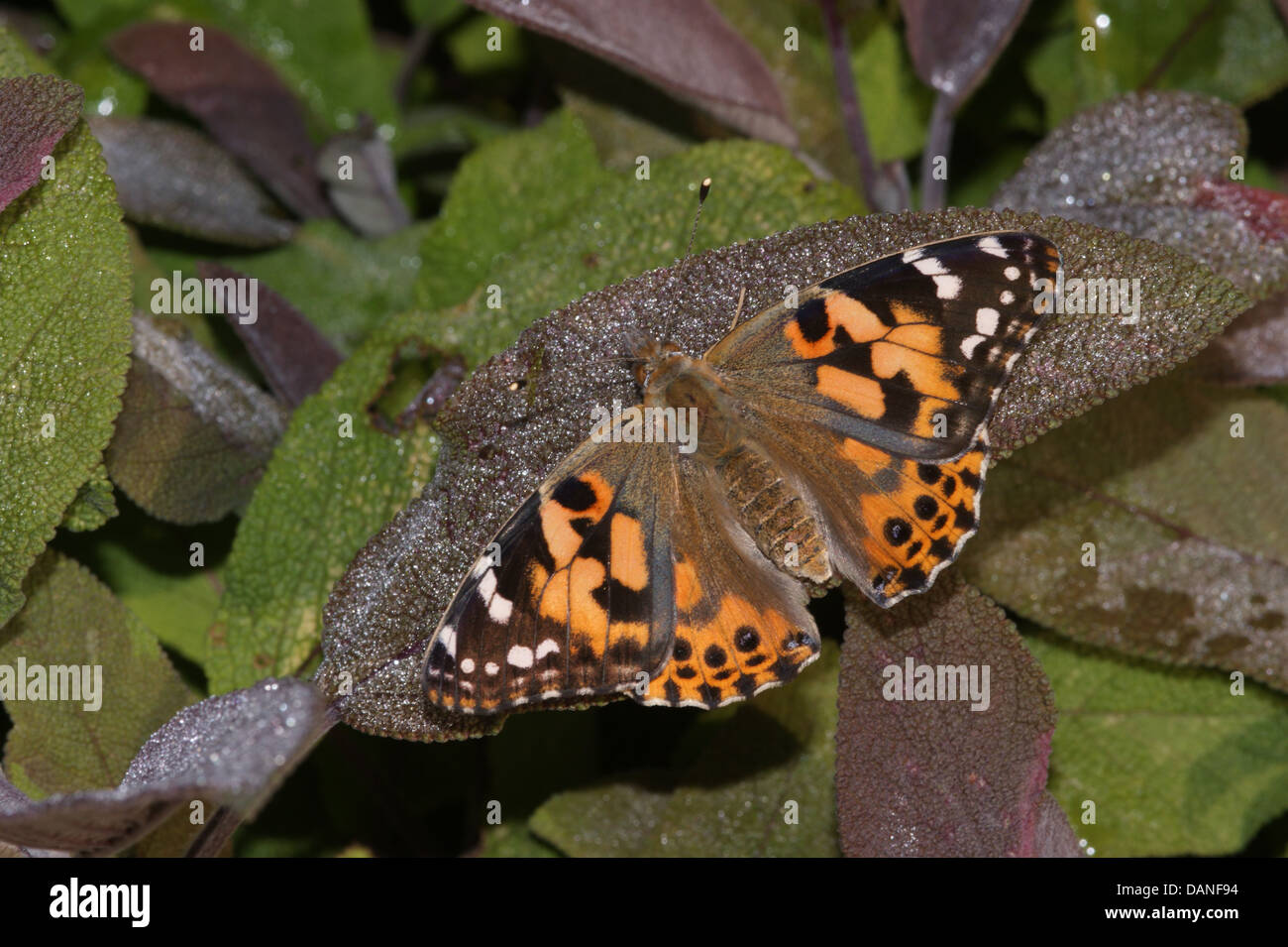 Painted Lady Butterfly Stock Photo