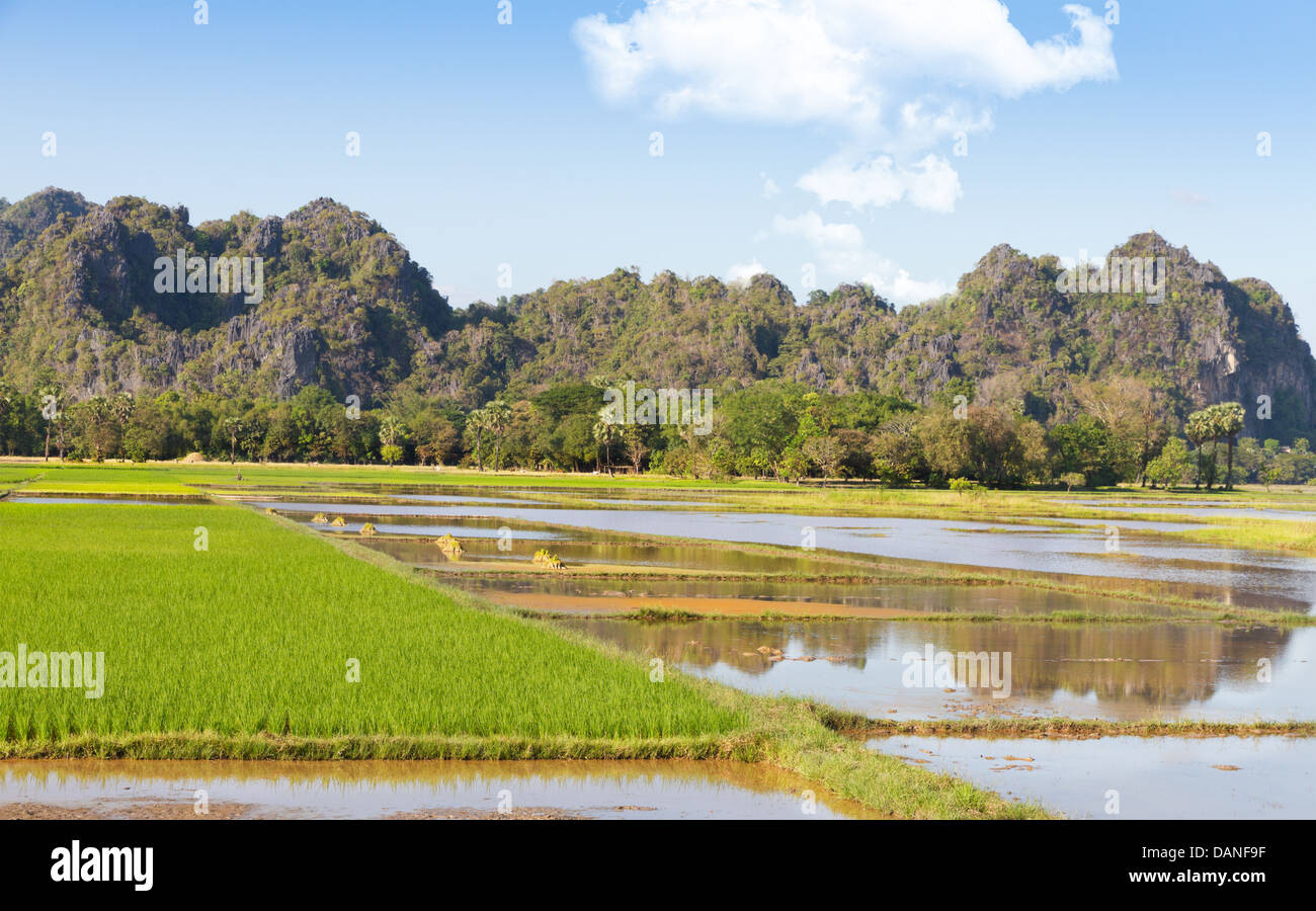 flooded green rice fields of burmese agricultural countryside with ...