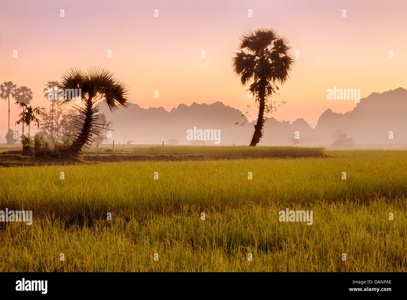 golden rice field of burmese agricultural countryside with karst mountain range silhouette at sunset, Burma Stock Photo
