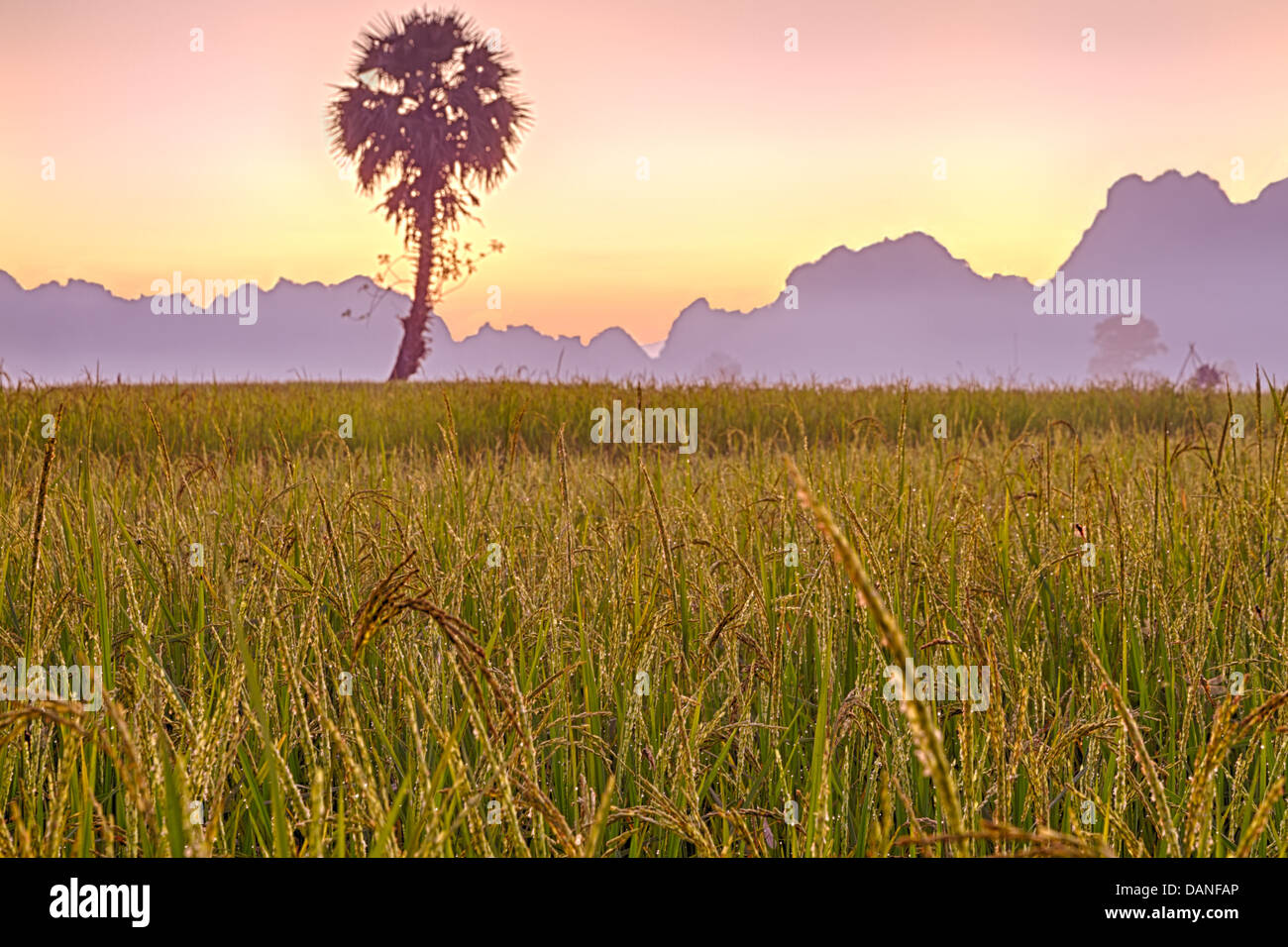 Rice field dew sunset hi-res stock photography and images - Alamy