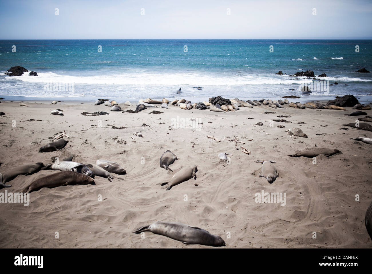 Sea Loins sunbathing on the beach in the Northern California Coast. Stock Photo
