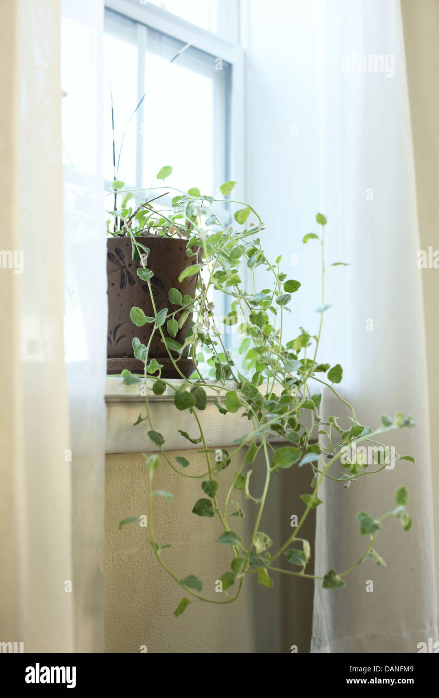 A houseplant spilling out over a windowsill. Stock Photo