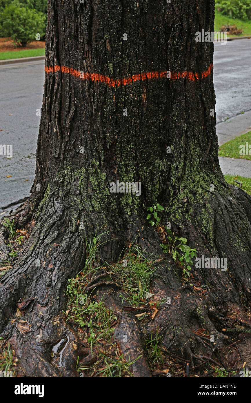 A tree marked for destruction. Stock Photo