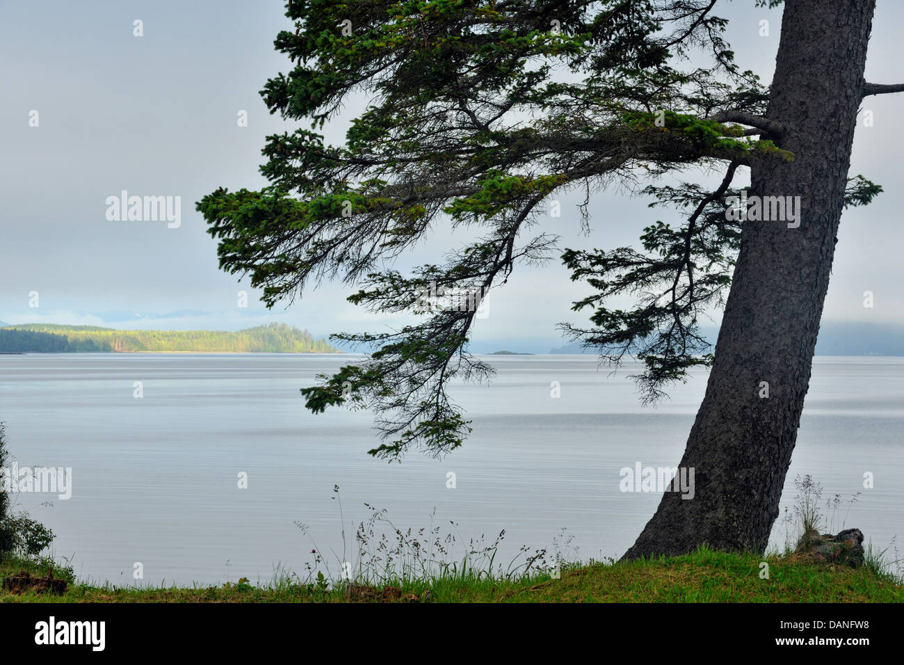 Sitka spruce overlooking Skideagte Inlet and Shingle Bay Haida Gwaii Queen Charlotte Islands- Sandspit British Columbia Canada Stock Photo