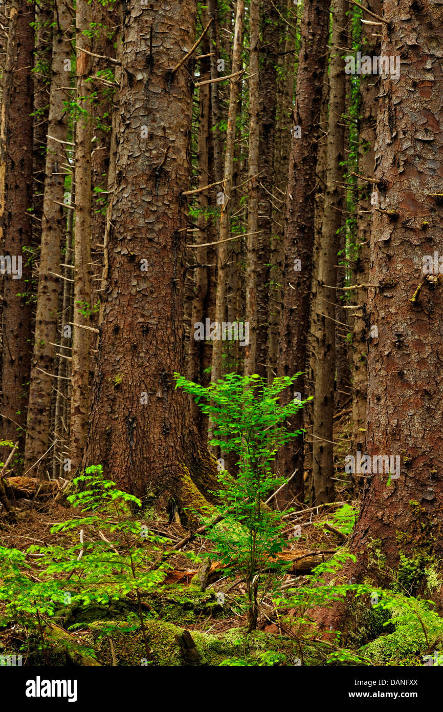 Sitka spruce Picea sitchensis Seedling and parent trees Haida Gwaii Queen Charlotte Islands- Sandspit British Columbia Canada Stock Photo