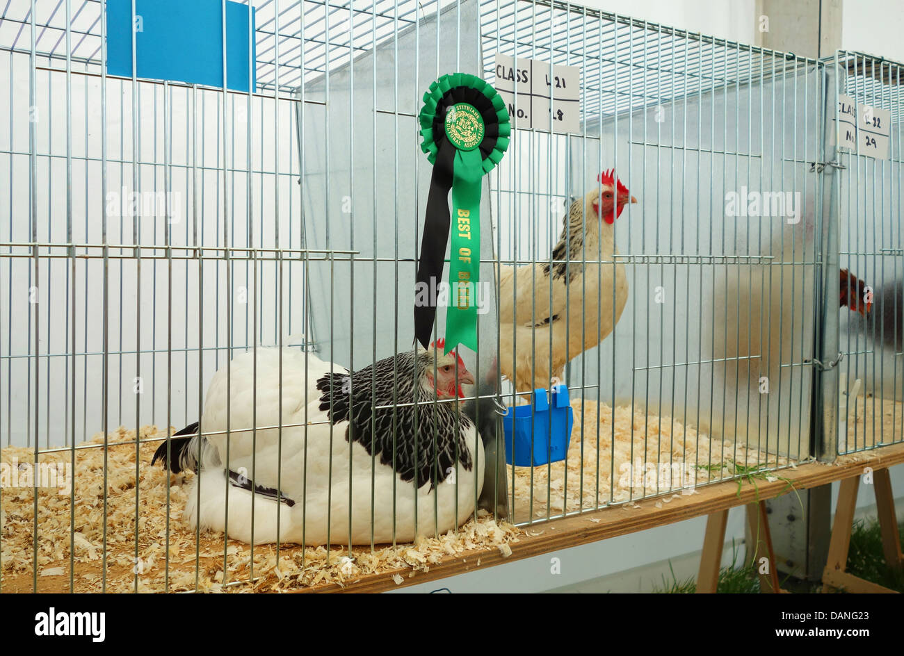 poultry in pens at stithians show, cornwall Stock Photo