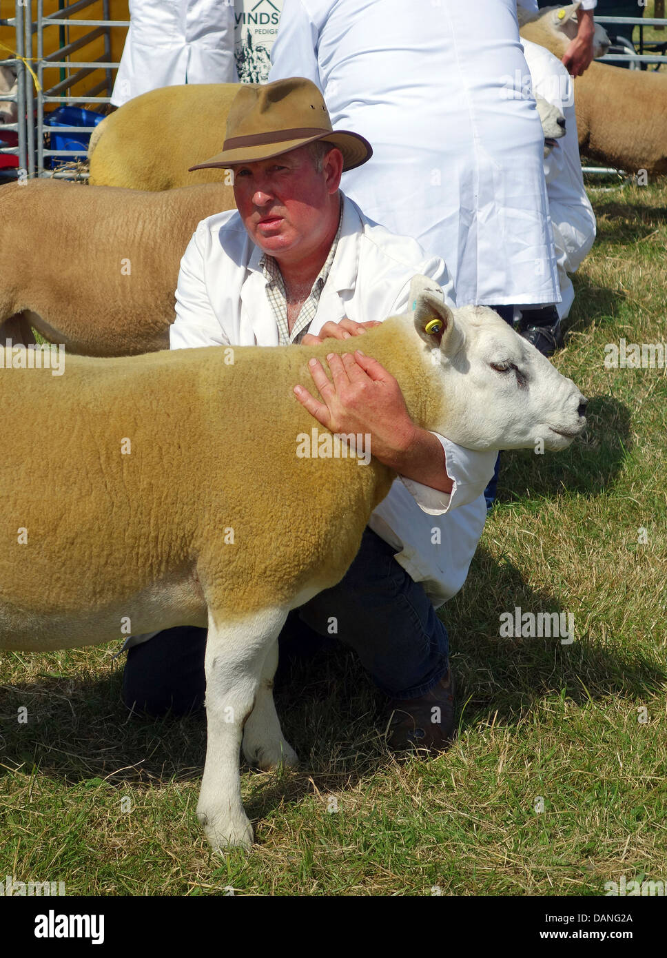 A farmer with a beltex sheep at Stithians show in cornwall, uk Stock Photo