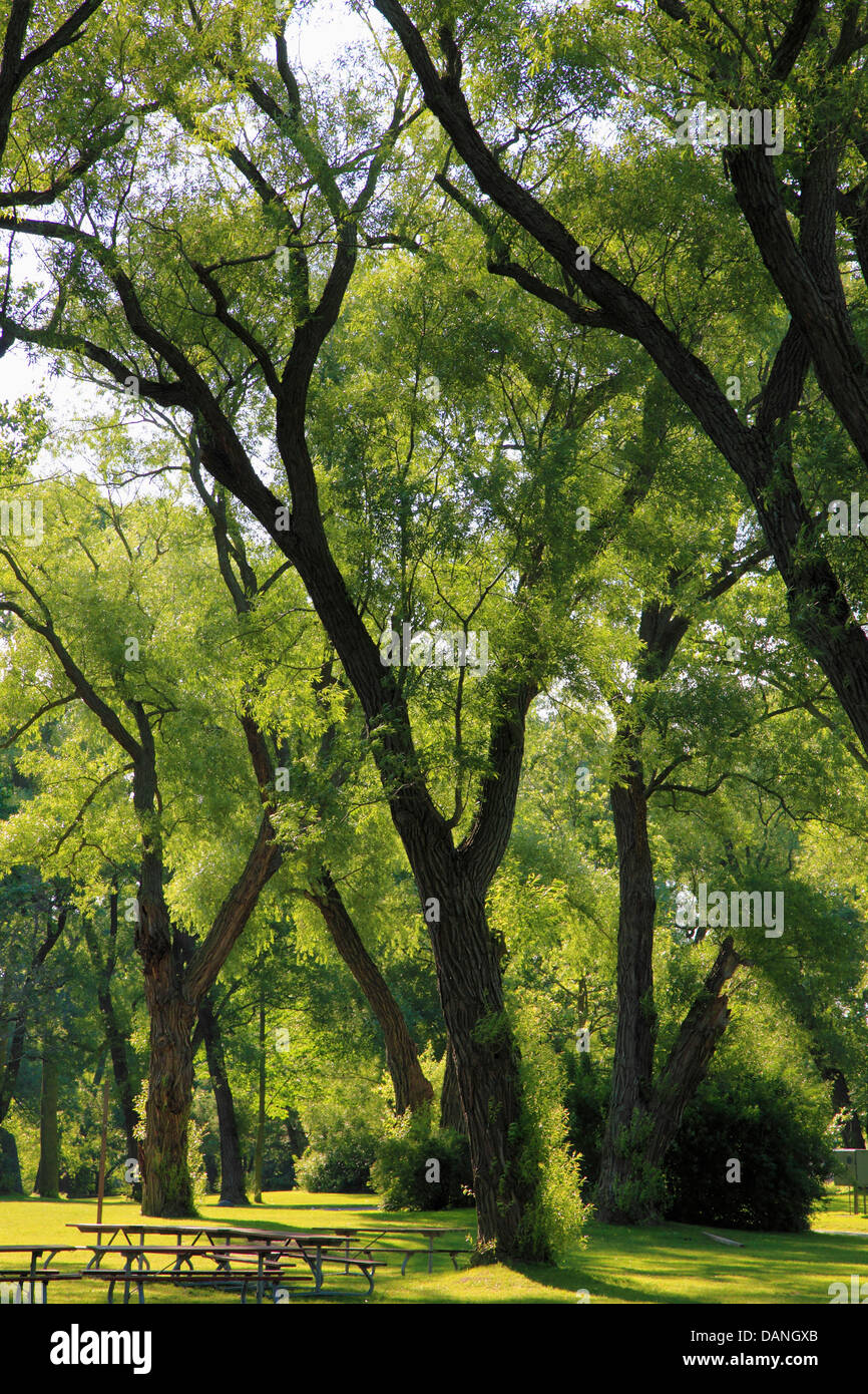 Canada, Ontario, Toronto, Island Park, trees, Stock Photo