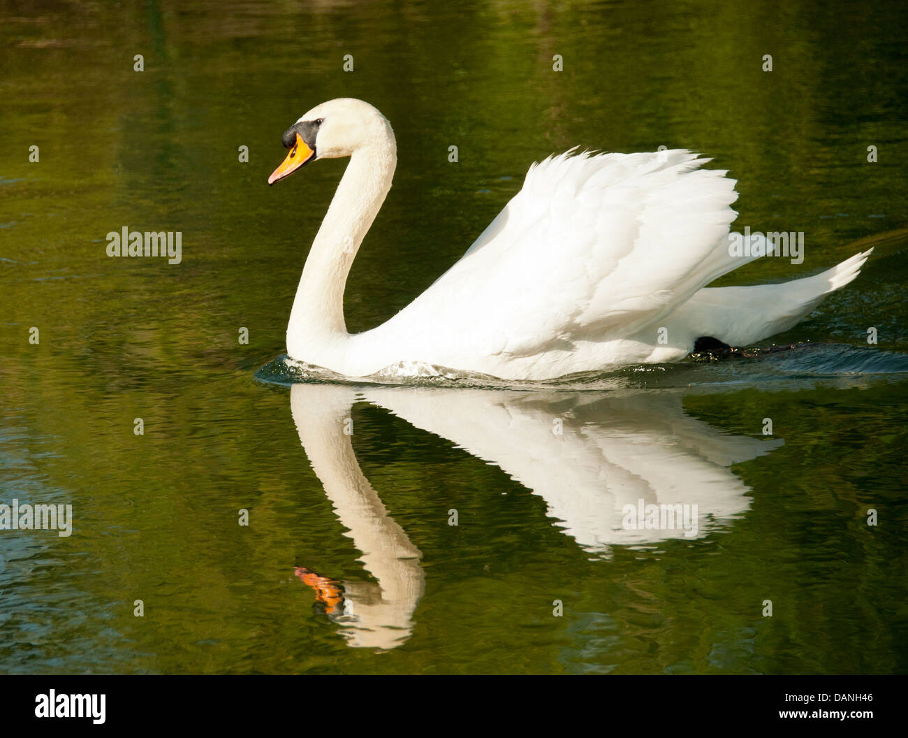 Reflection of a Beautiful Male Mute Swan swimming in a pond along the Boise River Greenbelt. Boise, Idaho Stock Photo