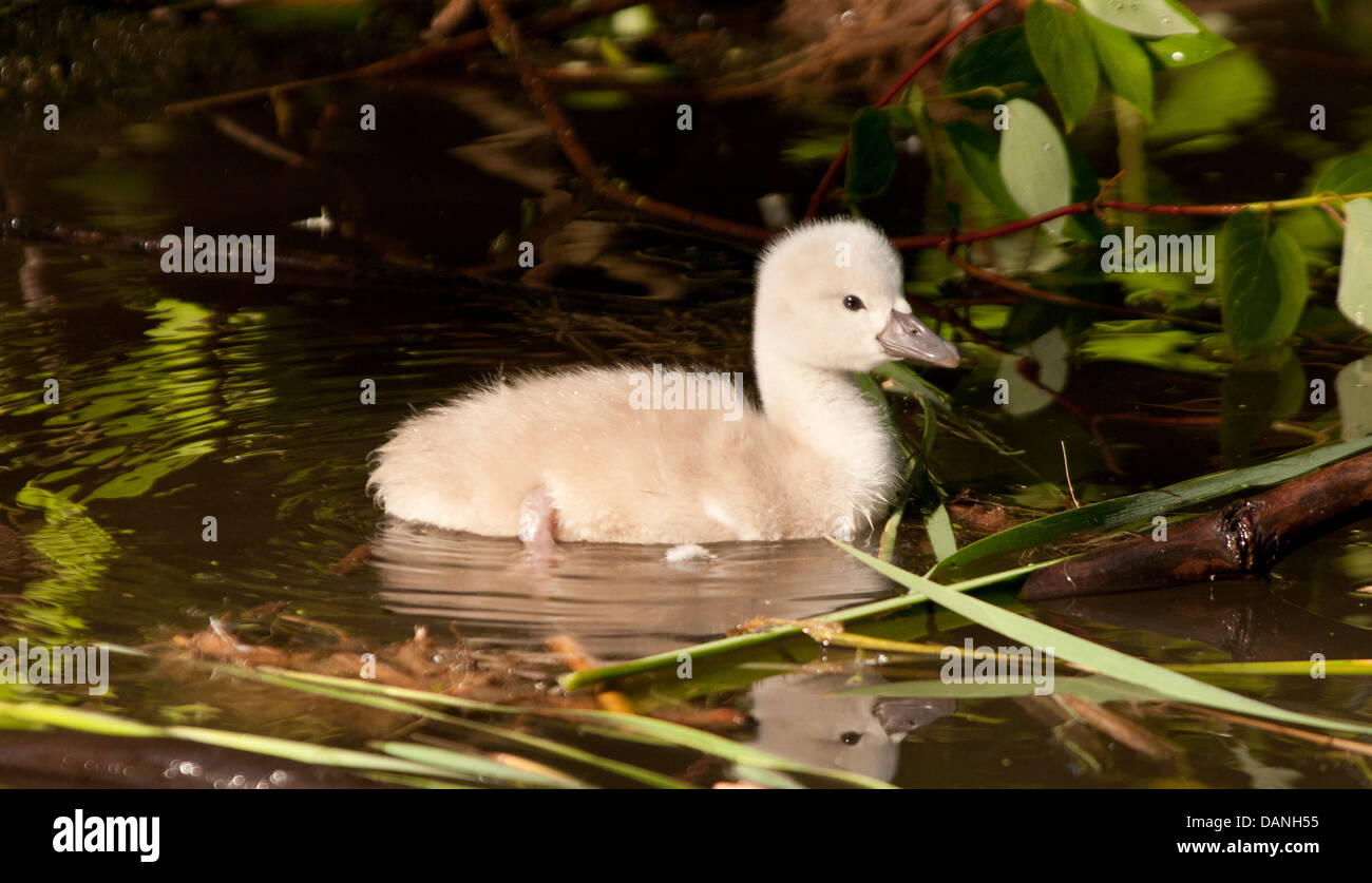 Newly hatched Mute Swan Cygnet near the Boise river Greenbelt, Boise, Idaho Stock Photo