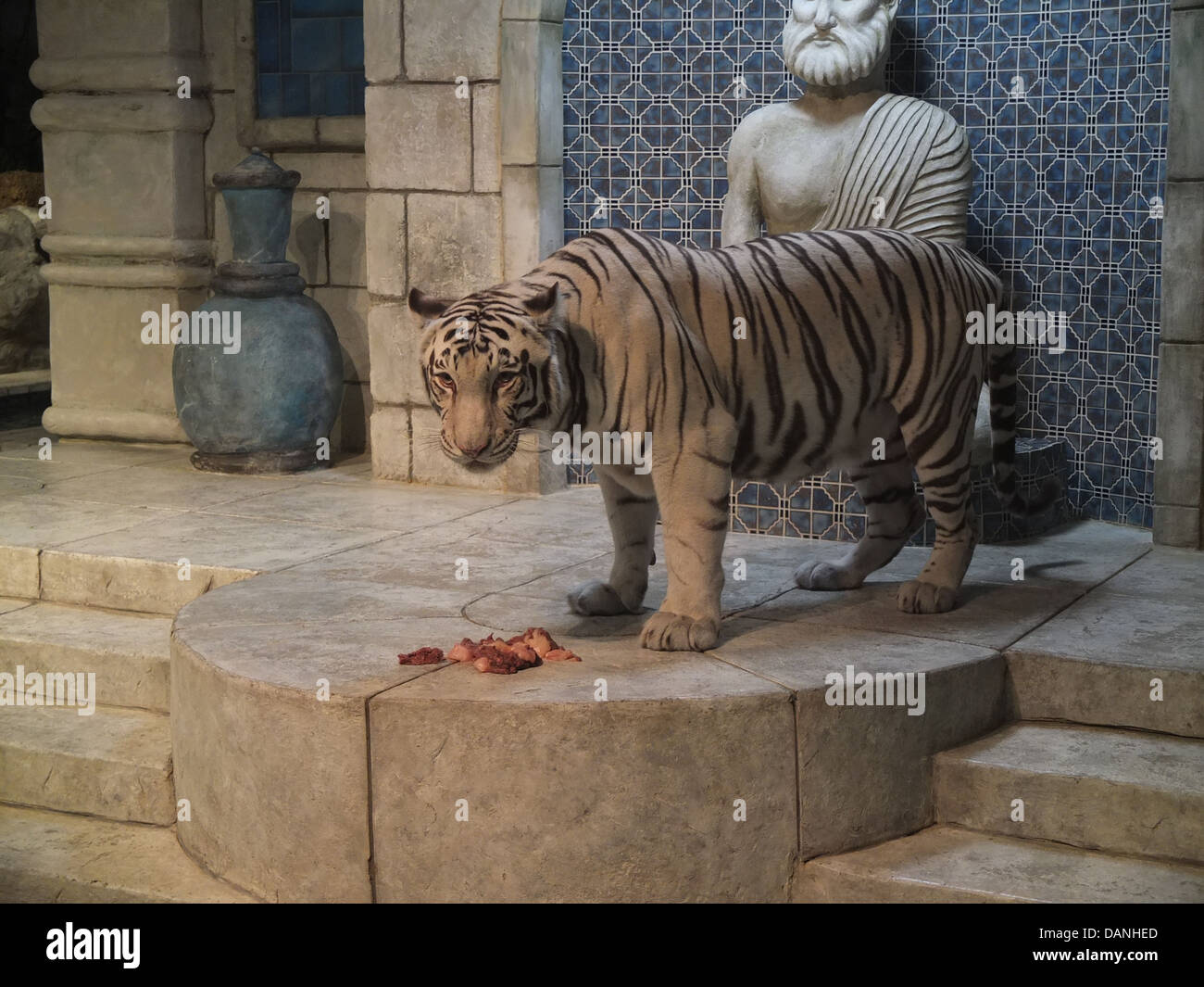 White tiger, Houston aquarium Stock Photo Alamy