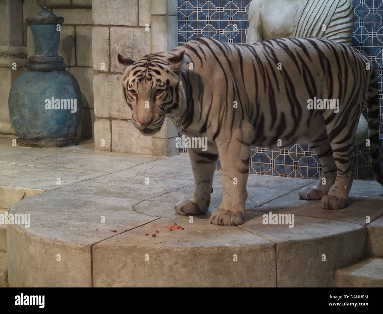 White tiger, Houston aquarium Stock Photo Alamy