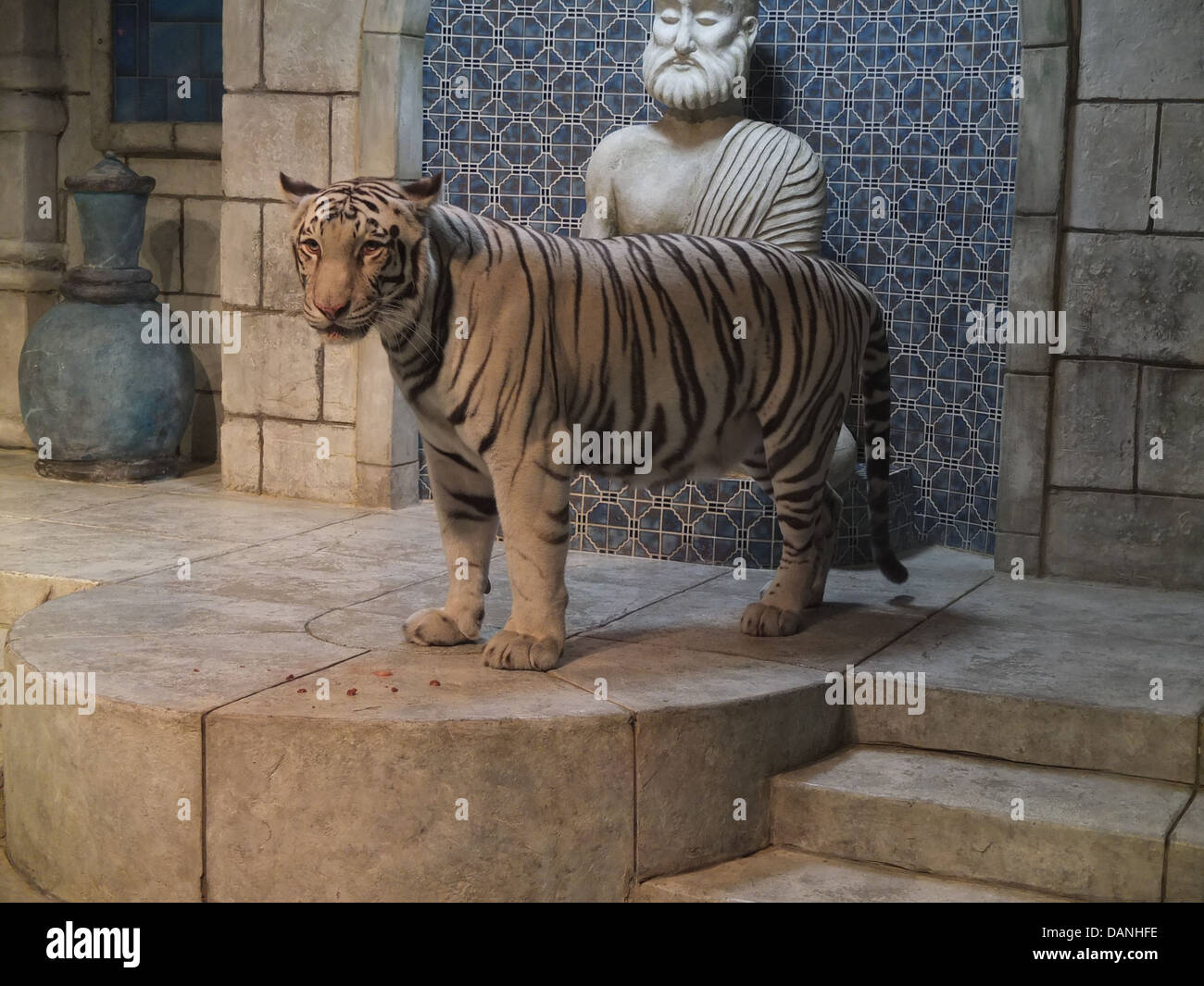 White tiger, Houston aquarium Stock Photo Alamy