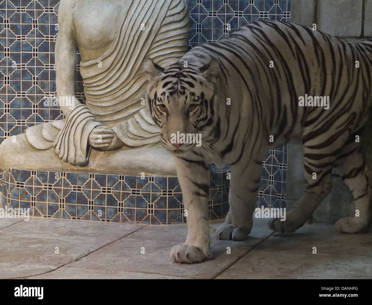 White tiger, Houston aquarium Stock Photo Alamy