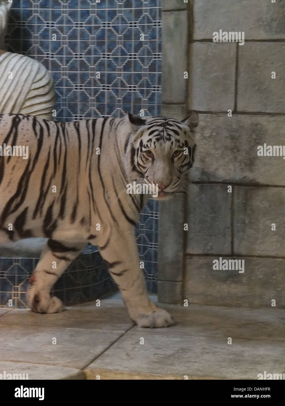 White tiger, Houston aquarium Stock Photo Alamy