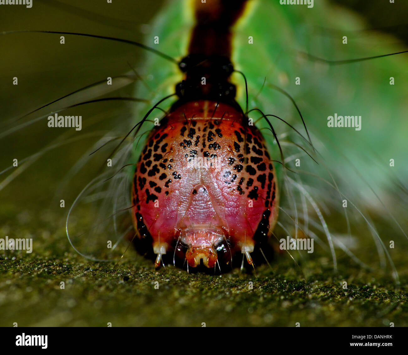 Caterpillar Head Hi res Stock Photography And Images Alamy caterpillar-head-hi-res-stock-photography-and-images-alamy