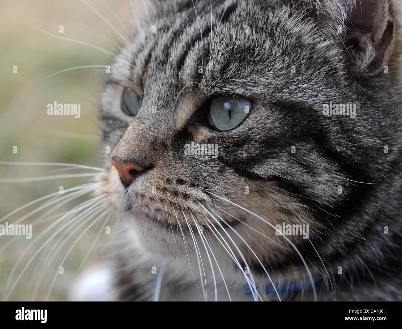 The face of a handsome tabby cat. Stock Photo