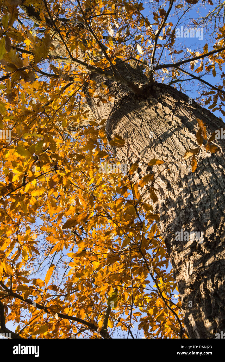 Turkey oak (Quercus cerris) Stock Photo