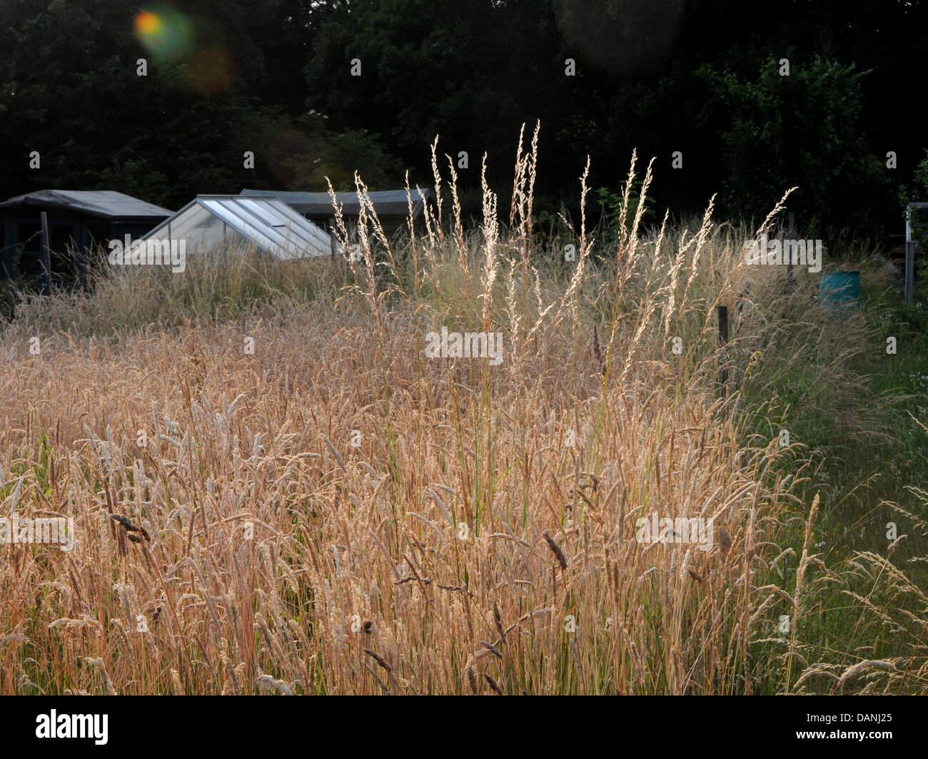 An overgrown allotment plot full of wild self seeded grasses. Stock Photo