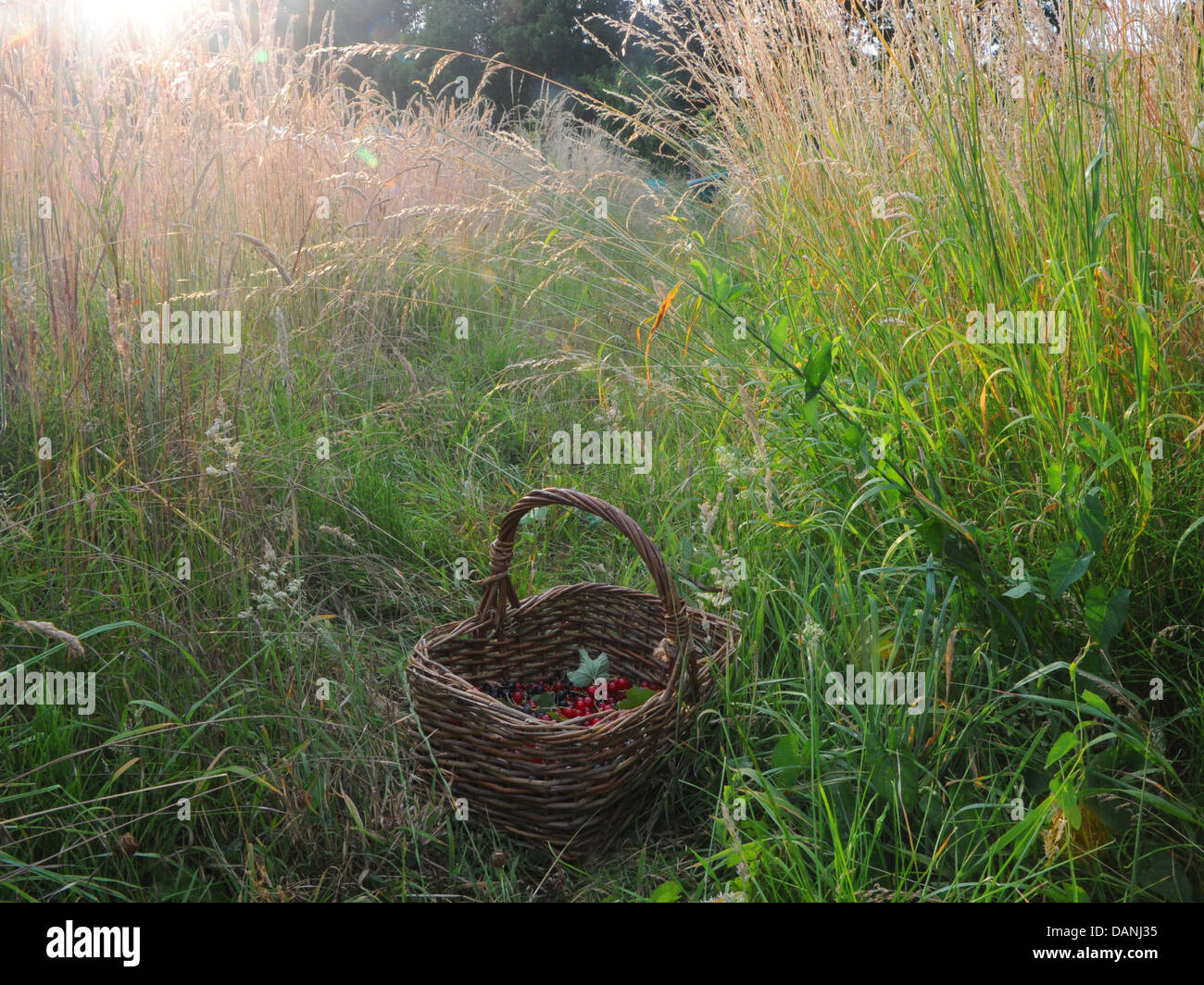 A wicker basket of redcurrants in a wild meadow. Stock Photo