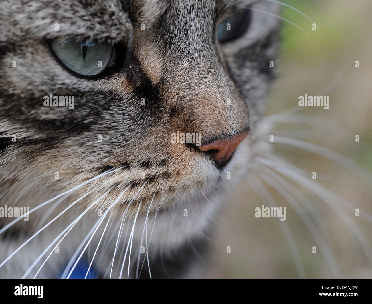 A close up of a tabby cat's face. Stock Photo