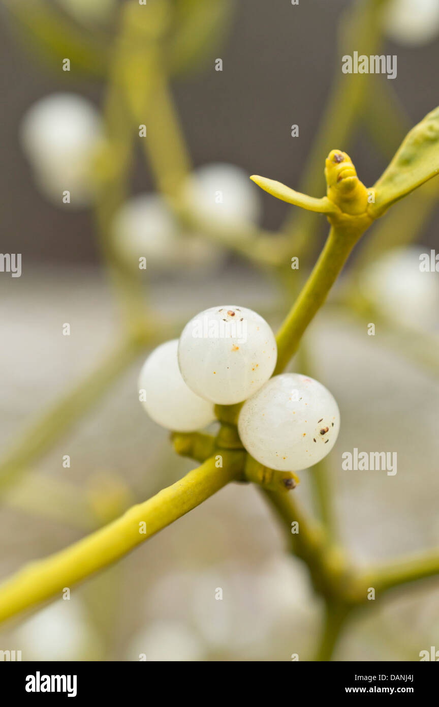 Mistletoe (Viscum album) Stock Photo