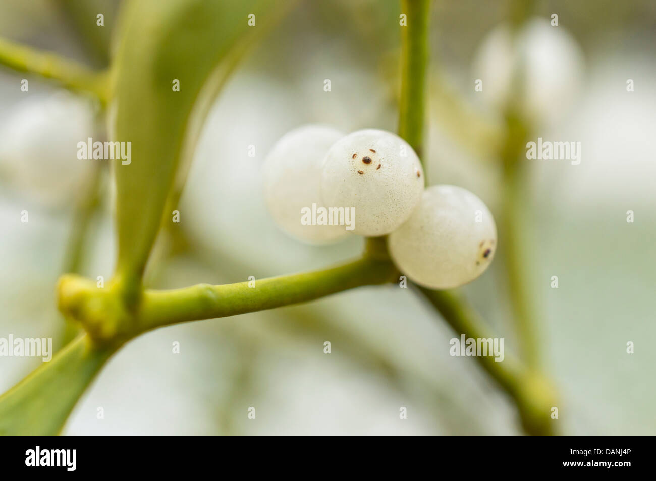 Mistletoe (Viscum album) Stock Photo