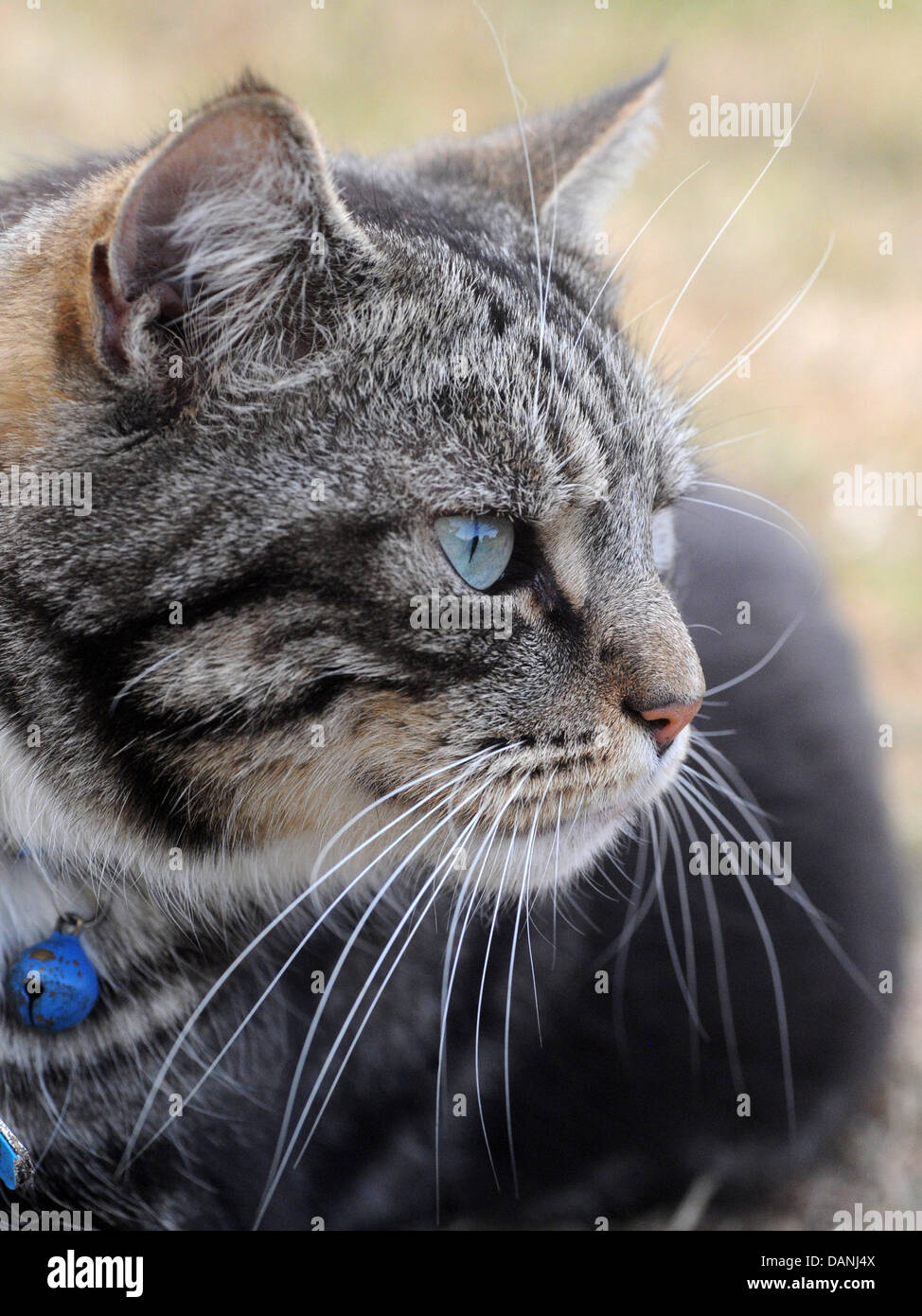 An adult tabby cat with long whiskers. Stock Photo