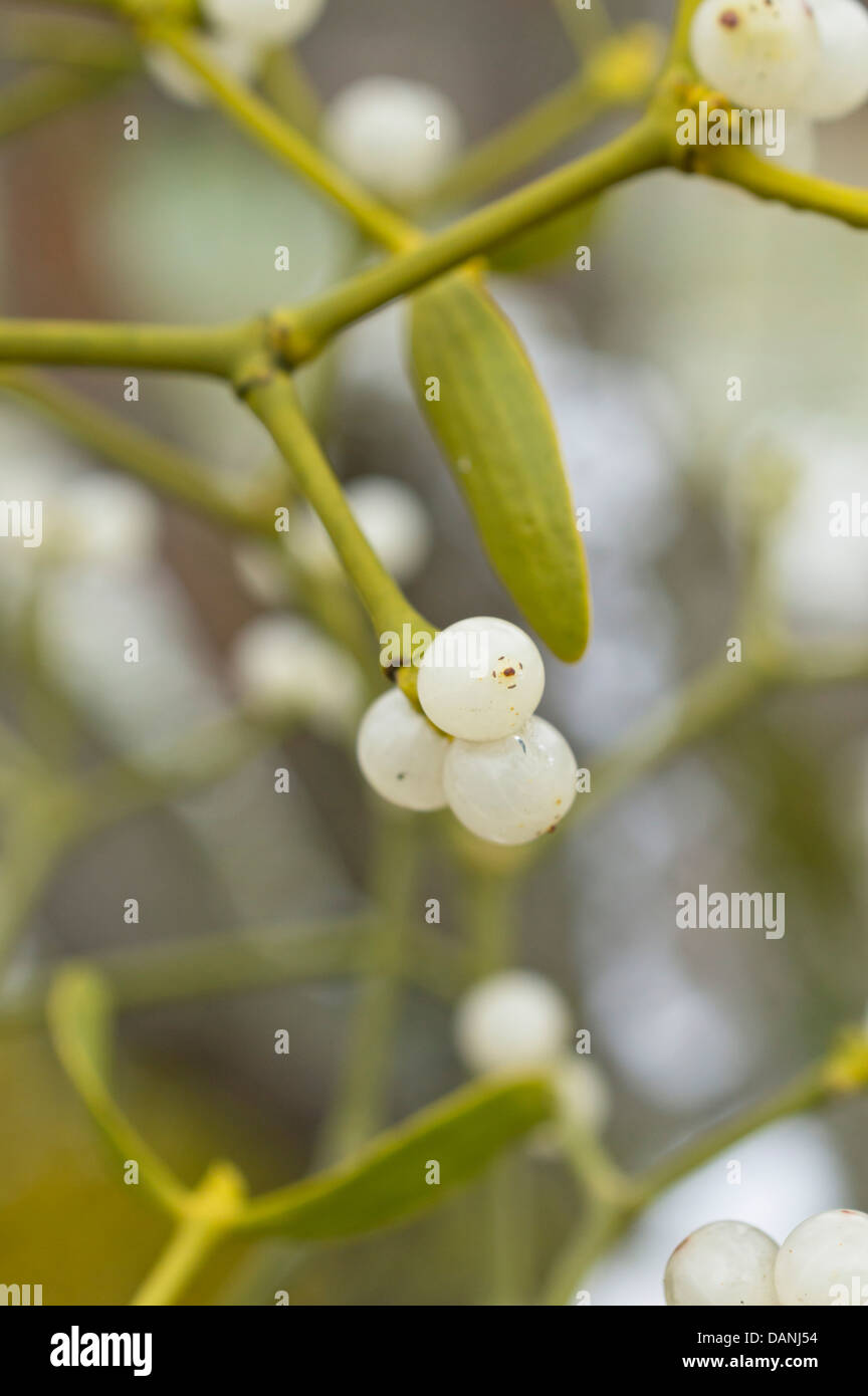 Mistletoe (Viscum album) Stock Photo