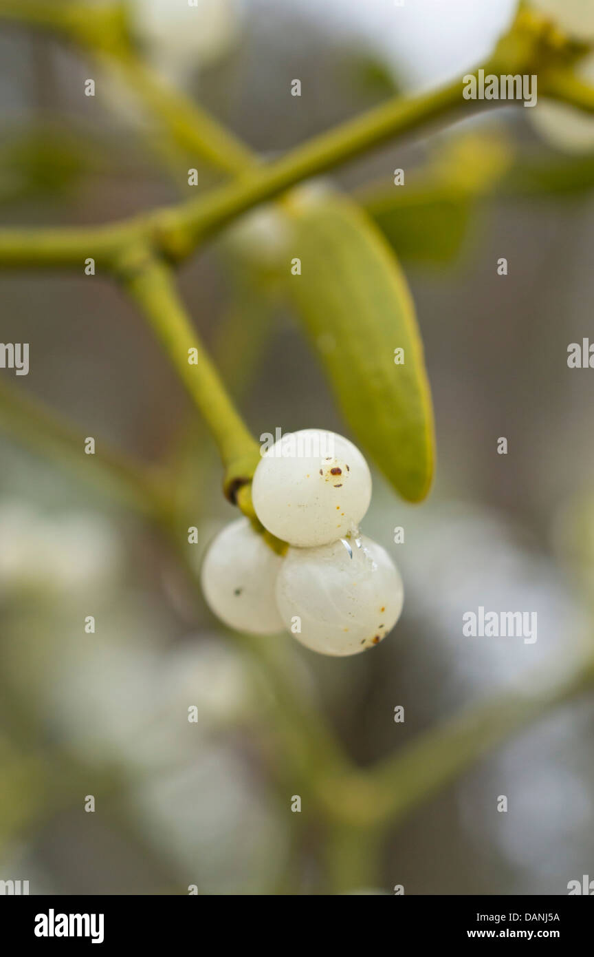 Mistletoe (Viscum album) Stock Photo