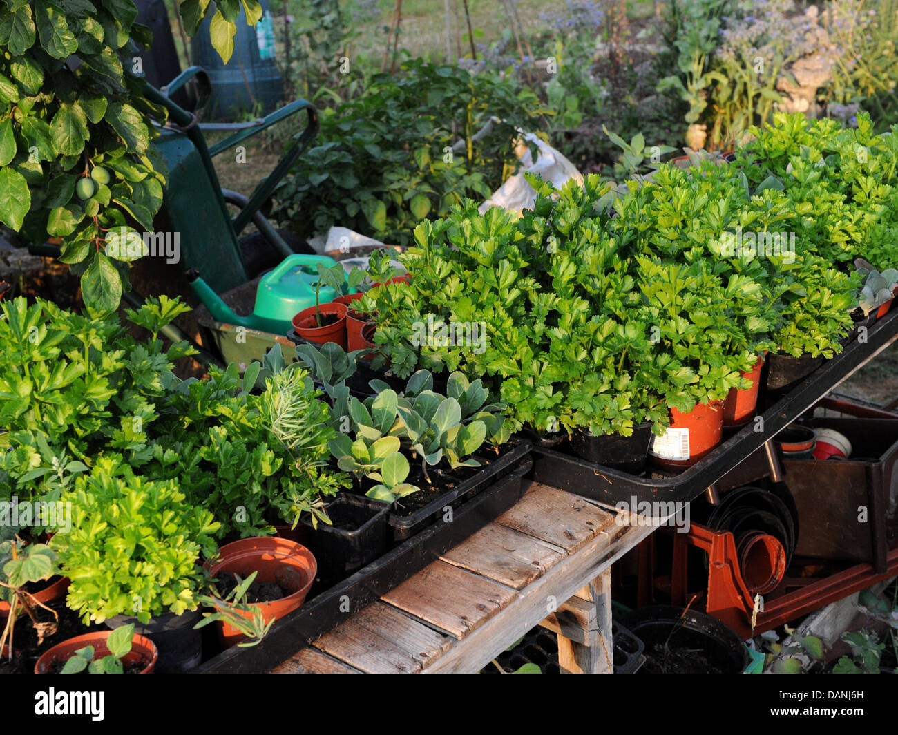 Trays of homegrown seedlings growing outside at an allotment. Stock Photo