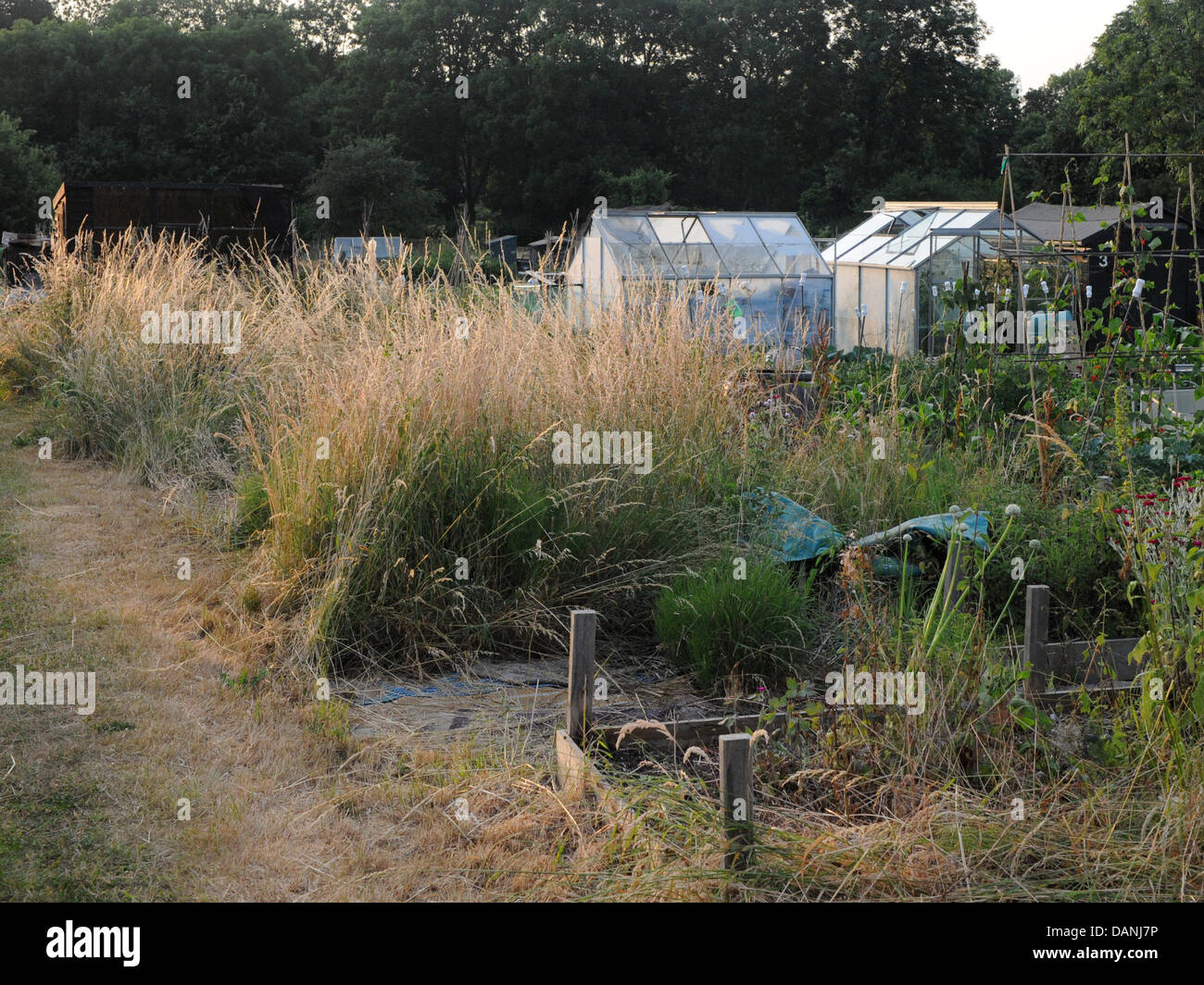 An overgrown allotment plot that is vacant. Stock Photo