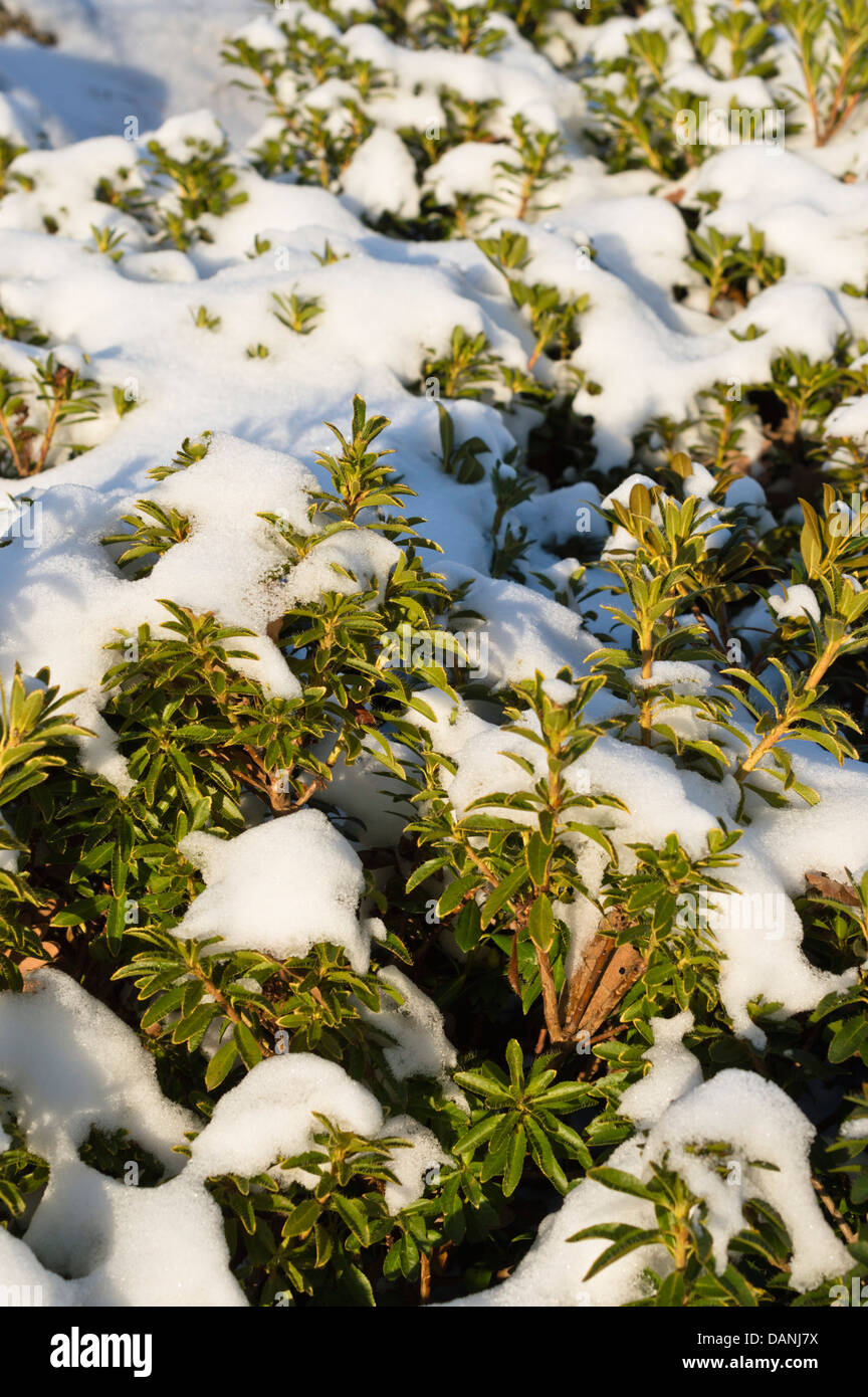 Hairy alpen rose (Rhododendron hirsutum) Stock Photo