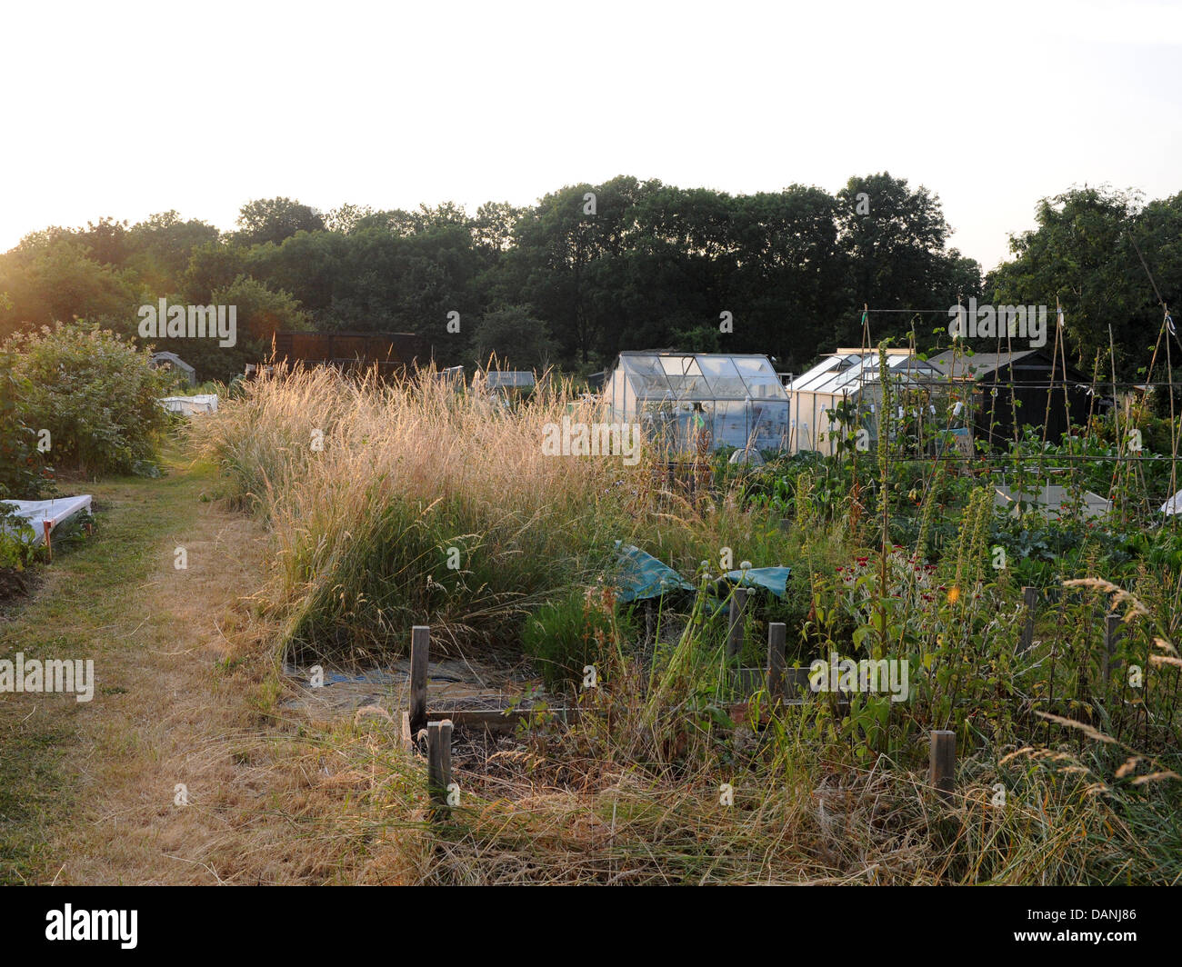 An allotment with an overgrown plot, a plot that's been unattended. Stock Photo