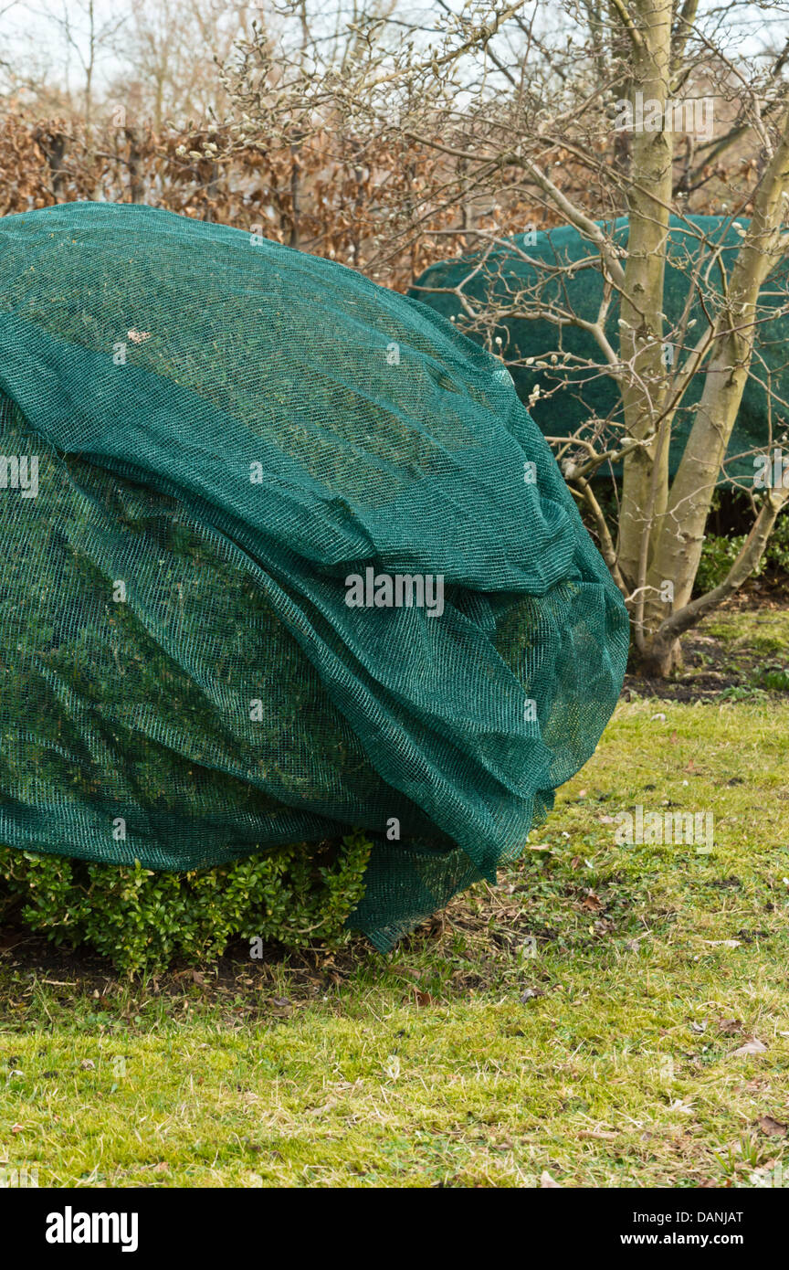 Common boxwood (Buxus sempervirens) with winter protection Stock Photo