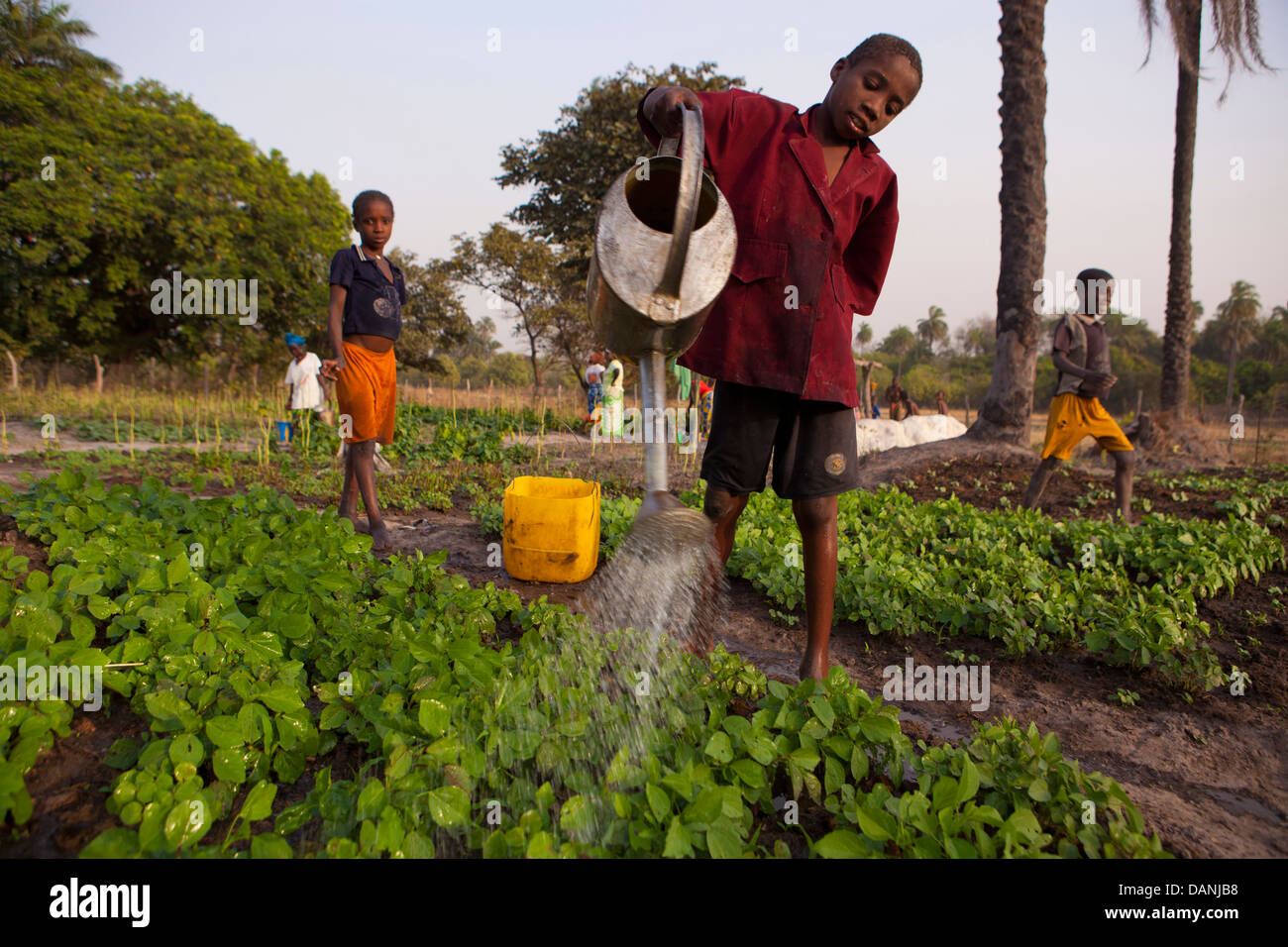 Irrigation in South Senegal. Stock Photo