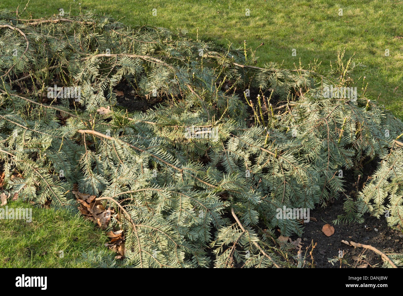 Roses covered with evergreen branches as winter protection Stock Photo