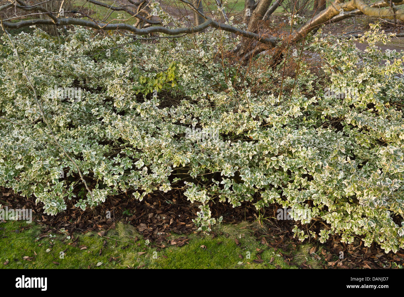Winter creeper (Euonymus fortunei 'Aurea') Stock Photo
