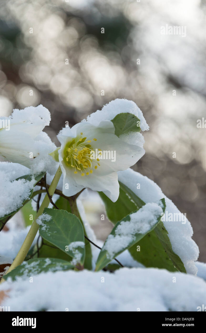 Christmas rose (Helleborus niger) Stock Photo