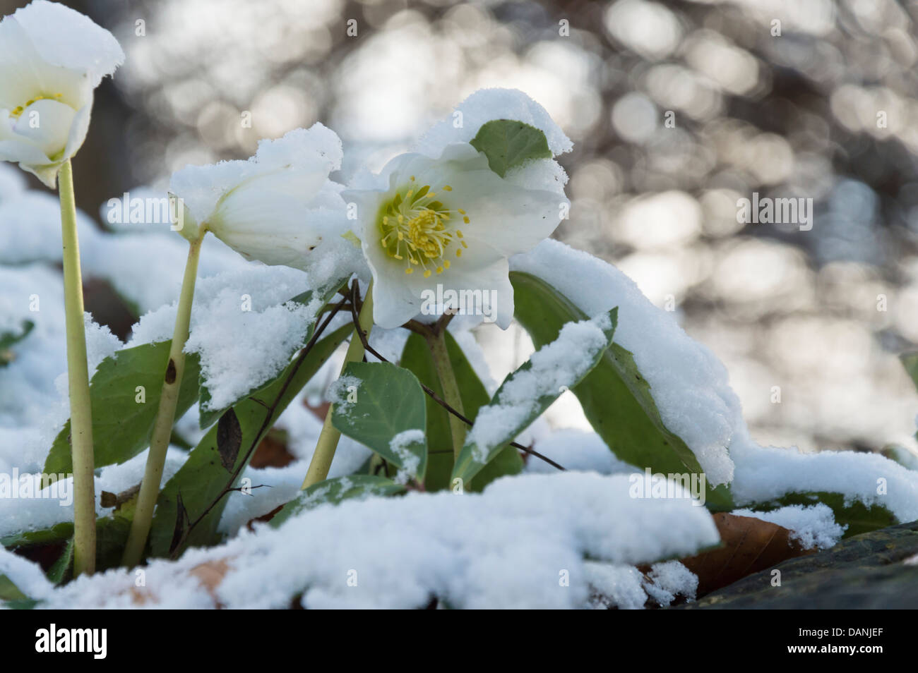 Christmas rose (Helleborus niger) Stock Photo
