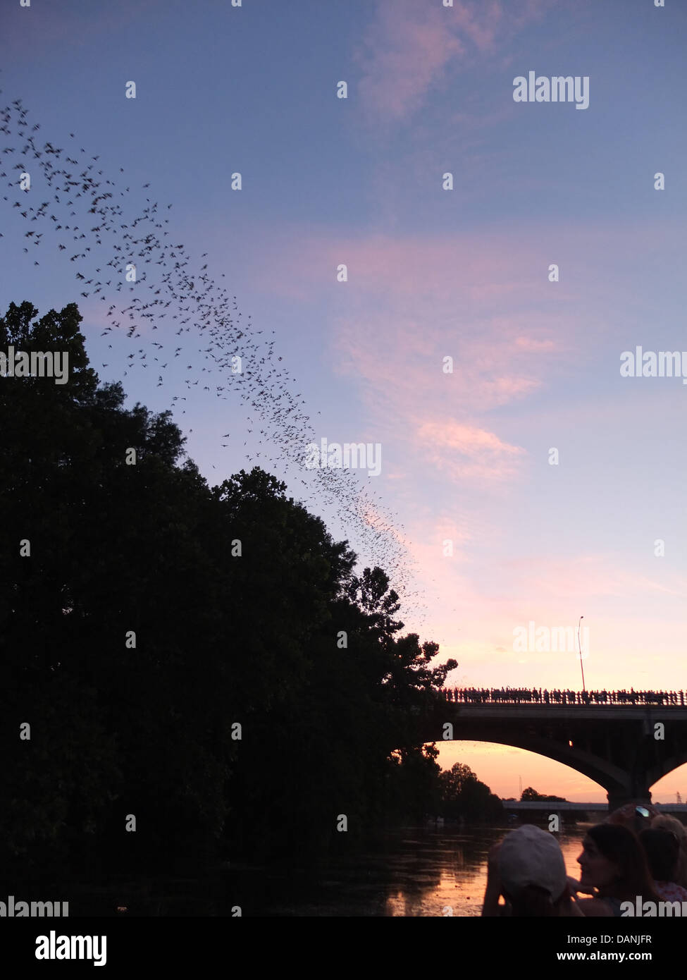 Austin bats sunset bridge texas hires stock photography and images Alamy