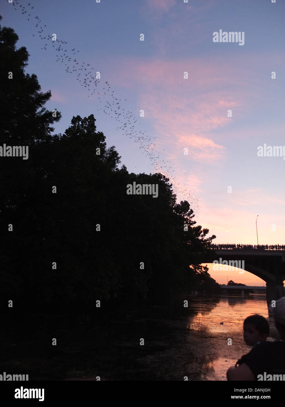 Austin bats sunset bridge Texas Stock Photo