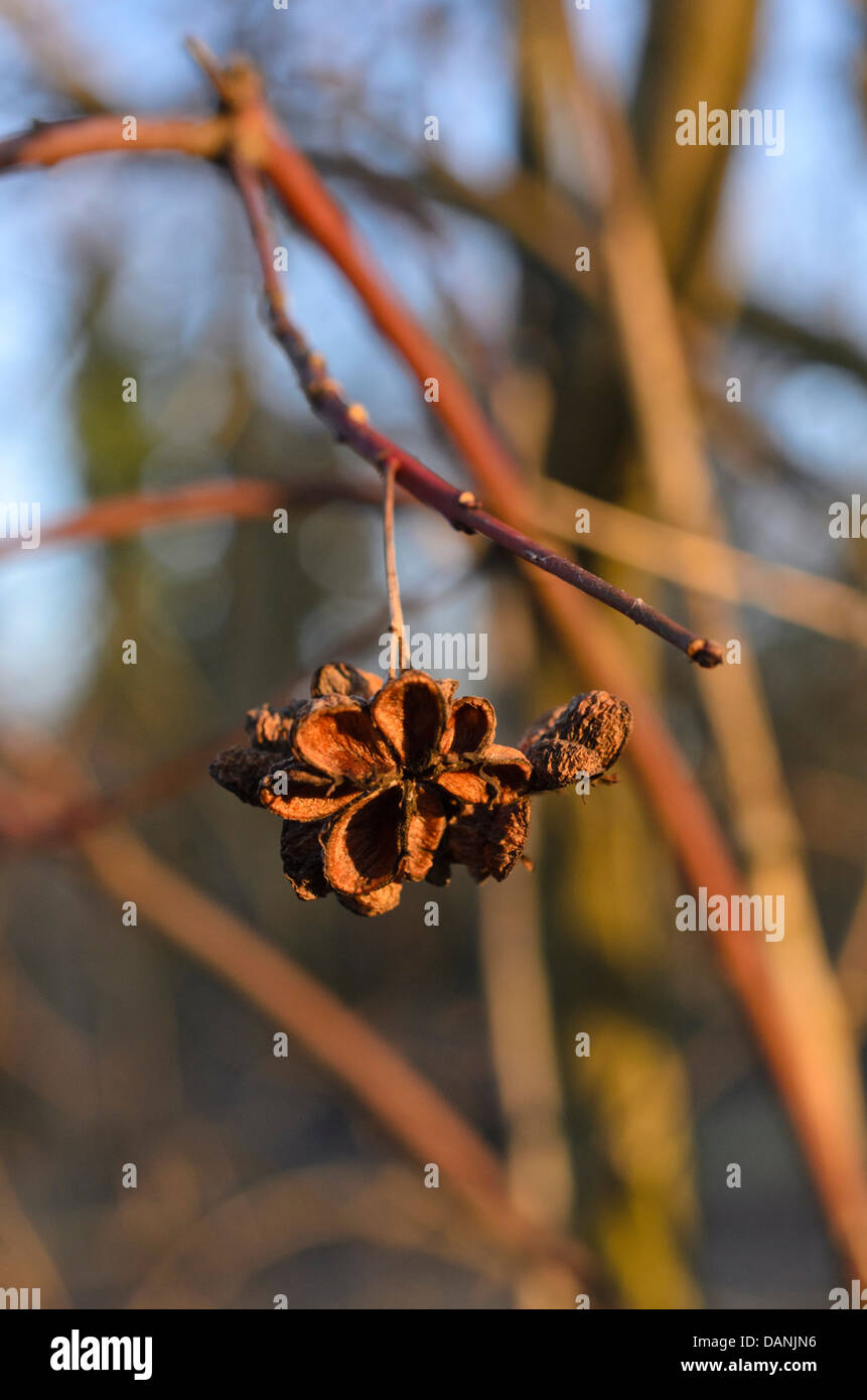 Common spindle (Euonymus europaeus) Stock Photo
